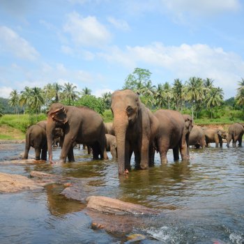 Sri Lanka