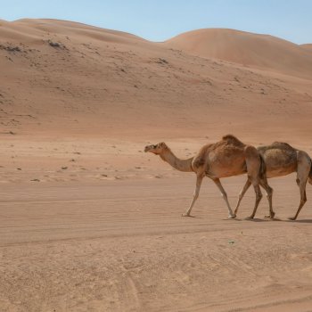 Camels Oman