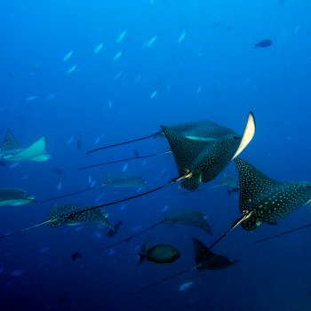 Eagle Ray Maldives