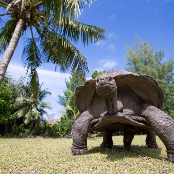 Giant Tortoise Seychelles