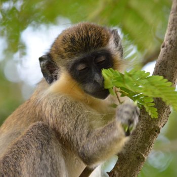 Green Monkey Barbados