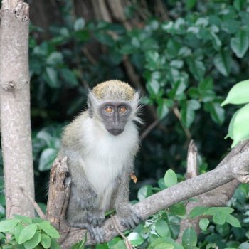 Green Vervet Monkey St. Kitts